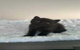 Domestic Shorthair cats for sale: Boy Kitten - Image 1