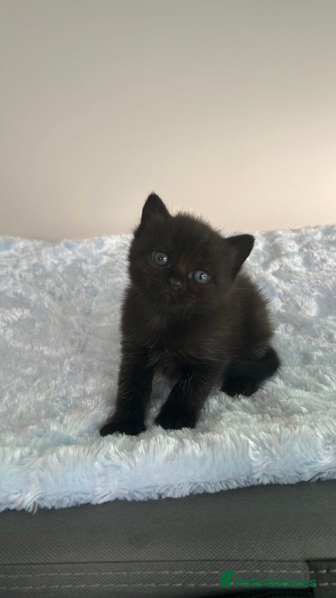 Domestic Shorthair cats for sale: Boy Kitten - Image 1