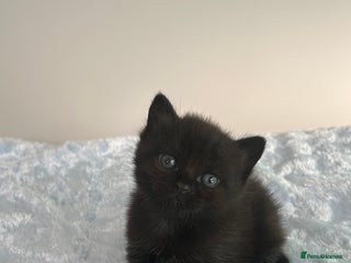 Domestic Shorthair cats for sale - Advert 1