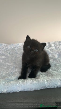 Domestic Shorthair cats - Advert 1