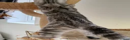 Exotic cats for sale: Gorgeous GCCF reg. kittens from Champions parents  - Advert 8