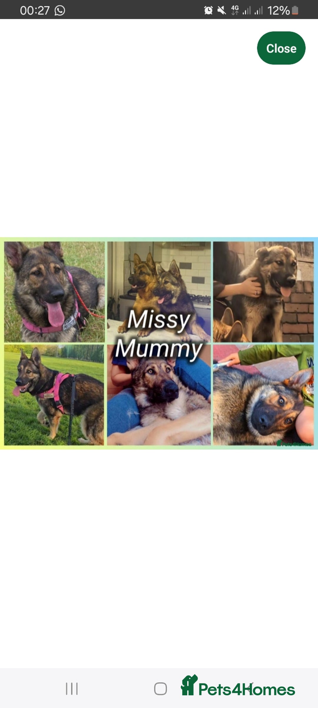 German Shepherd dogs for sale: 9 week old german shepard - Image 4