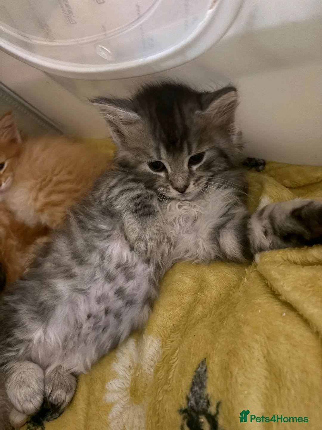 Maine Coon cats for sale: ONLY 3 BOYS REMAIN mainecoon kittens  - Advert 2