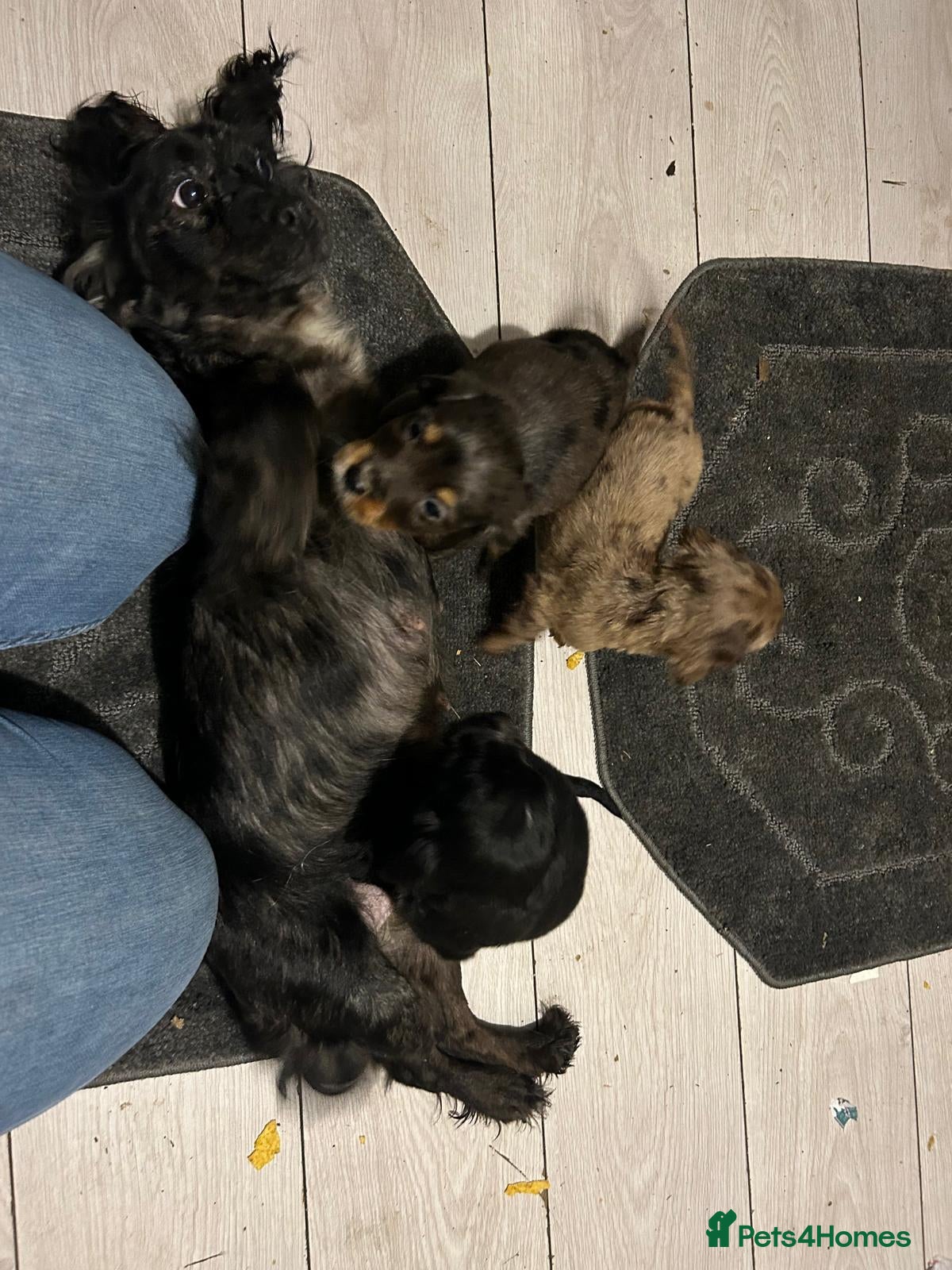 Cocker Spaniel dogs Beautiful Cockers  - Advert 14
