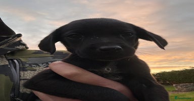 Labrador Retriever dogs - Advert 3