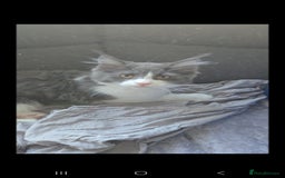 Maine Coon cats for sale: Maine coon kittens for sale - Image 3