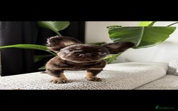 French Bulldog dogs for sale: 🚨 REDUCED to £1000 if taken this weekend🚨 - Image 5