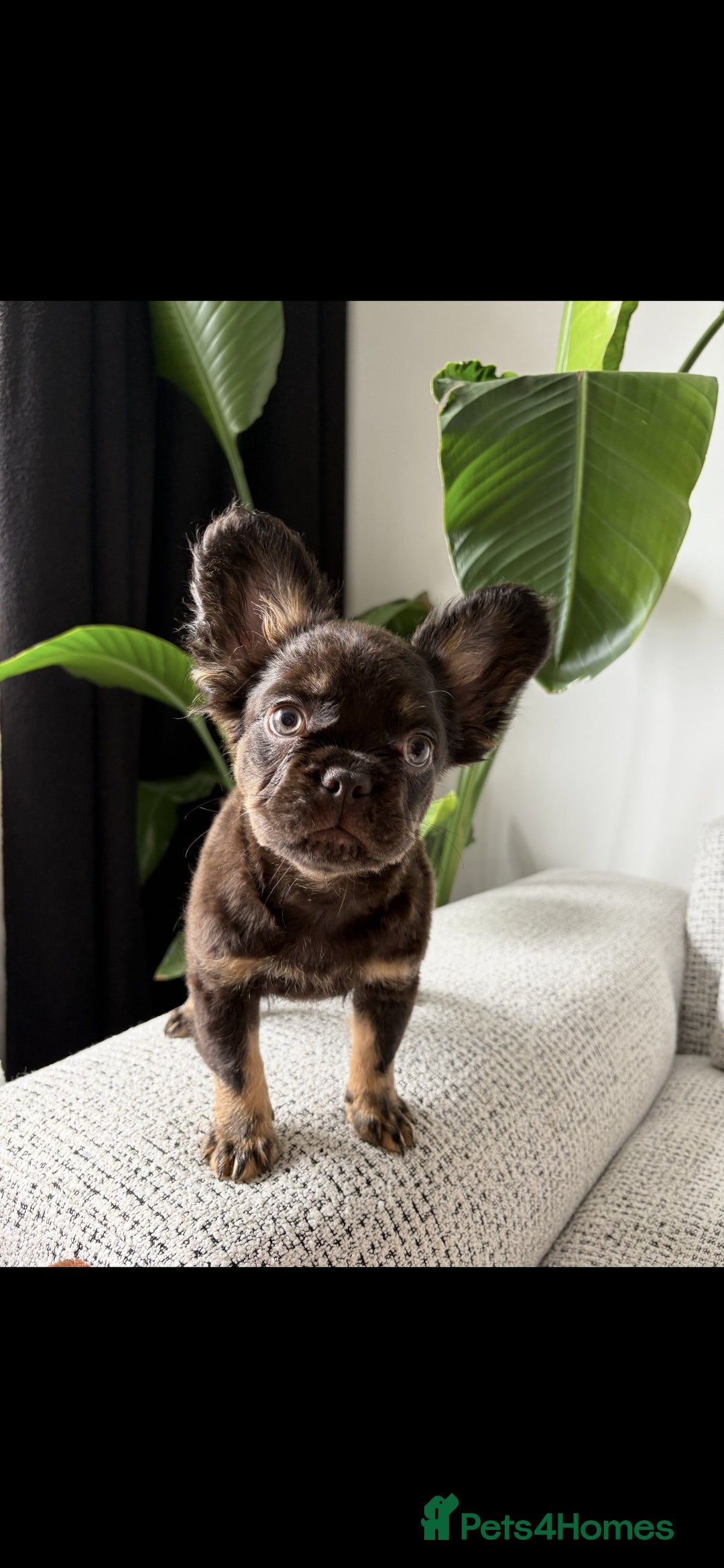 French Bulldog dogs for sale: 🚨 REDUCED to £1000 if taken this weekend🚨 - Image 5