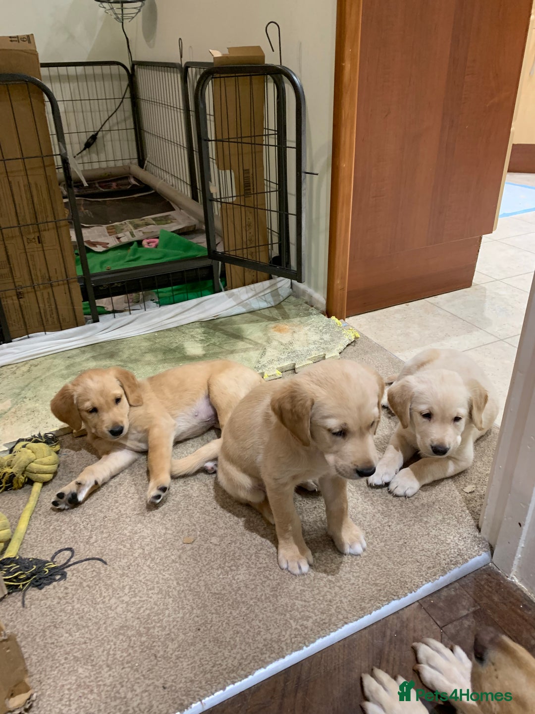 Goldador dogs for sale:  3 Very cute goldador female puppies  - Advert 6