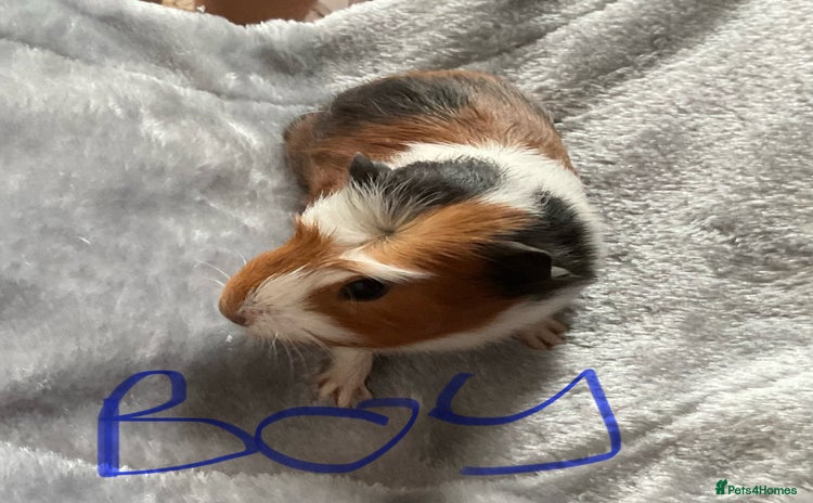 Guinea Pig rodents - Advert 14