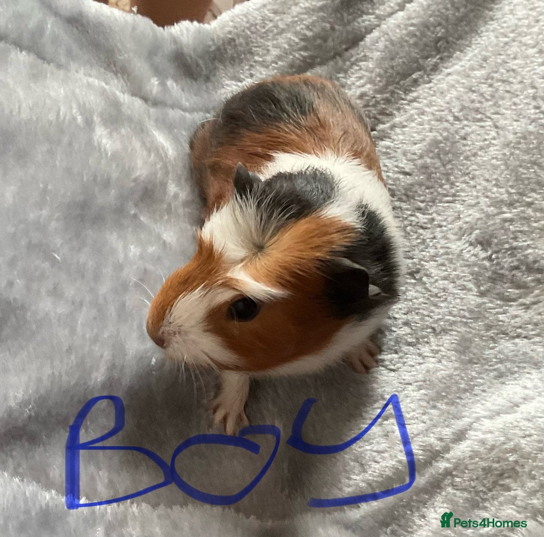 Guinea Pig rodents for sale: Mixed baby guinea pigs - Image 1