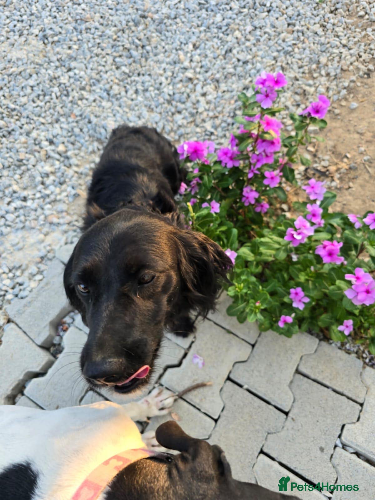 Mixed Breed dogs Dena! Spaniel x - Advert 17