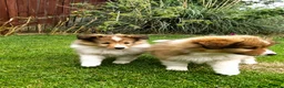 Shetland Sheepdog dogs for sale: Two KC registered Sheltie are still available. in Newmarket - Advert 5