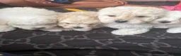 Mixed Breed dogs for sale: Bichon X Maltese mix  - Advert 6