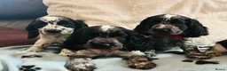 Cocker Spaniel dogs for sale: Show type cocker spaniel puppies  - Advert 3