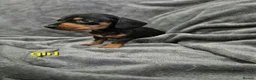 Miniature Dachshund dogs for sale: Dachsund puppies ready end of oct  - Advert 11