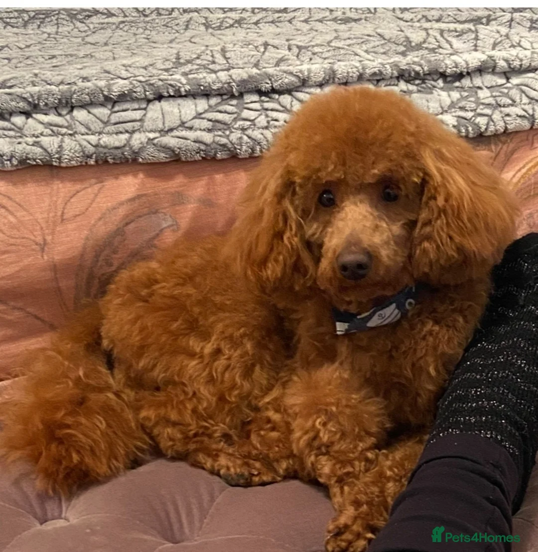 Toy Poodle dogs for stud: Red Toy Poodle Boy Available for Stud – London  - Advert 2