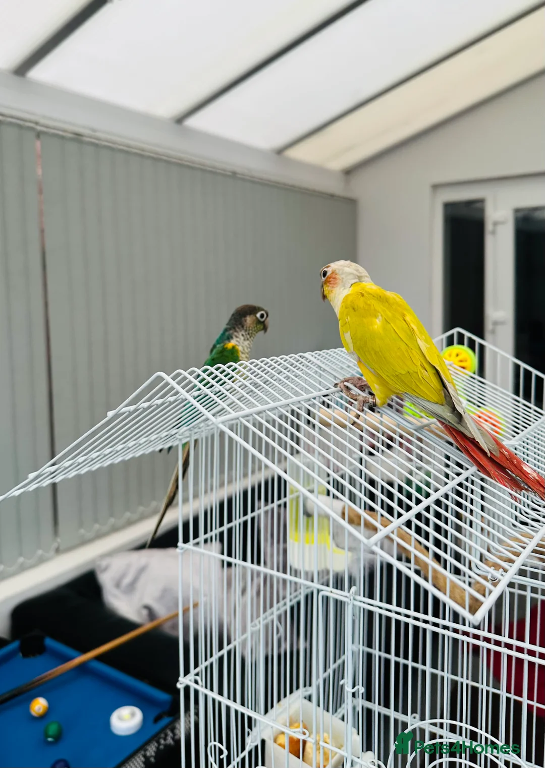 Conures birds for sale: RARE Colours Conures - Advert 6