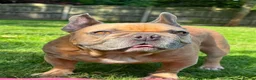French Bulldog dogs for adoption: 👑 ROCKY 👑 Tiny King Seeks Child-Free Kingdom - Advert 1