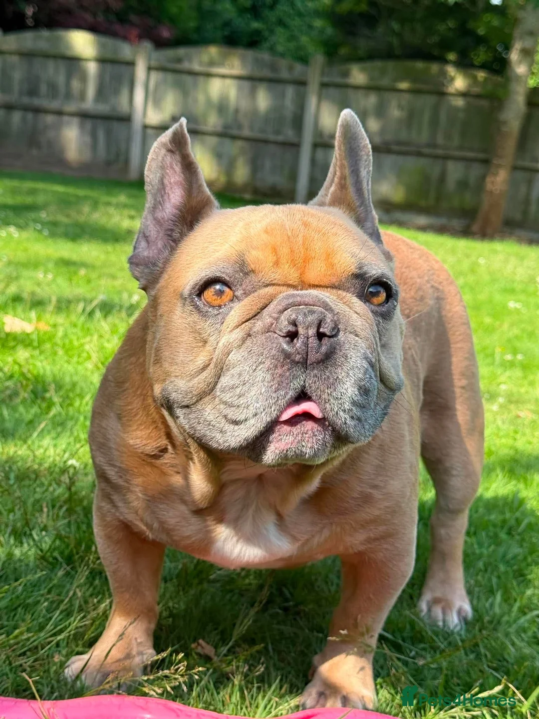 French Bulldog dogs for adoption: 👑 ROCKY 👑 Tiny King Seeks Child-Free Kingdom - Advert 1