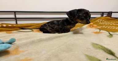 Miniature Dachshund dogs - Advert 8