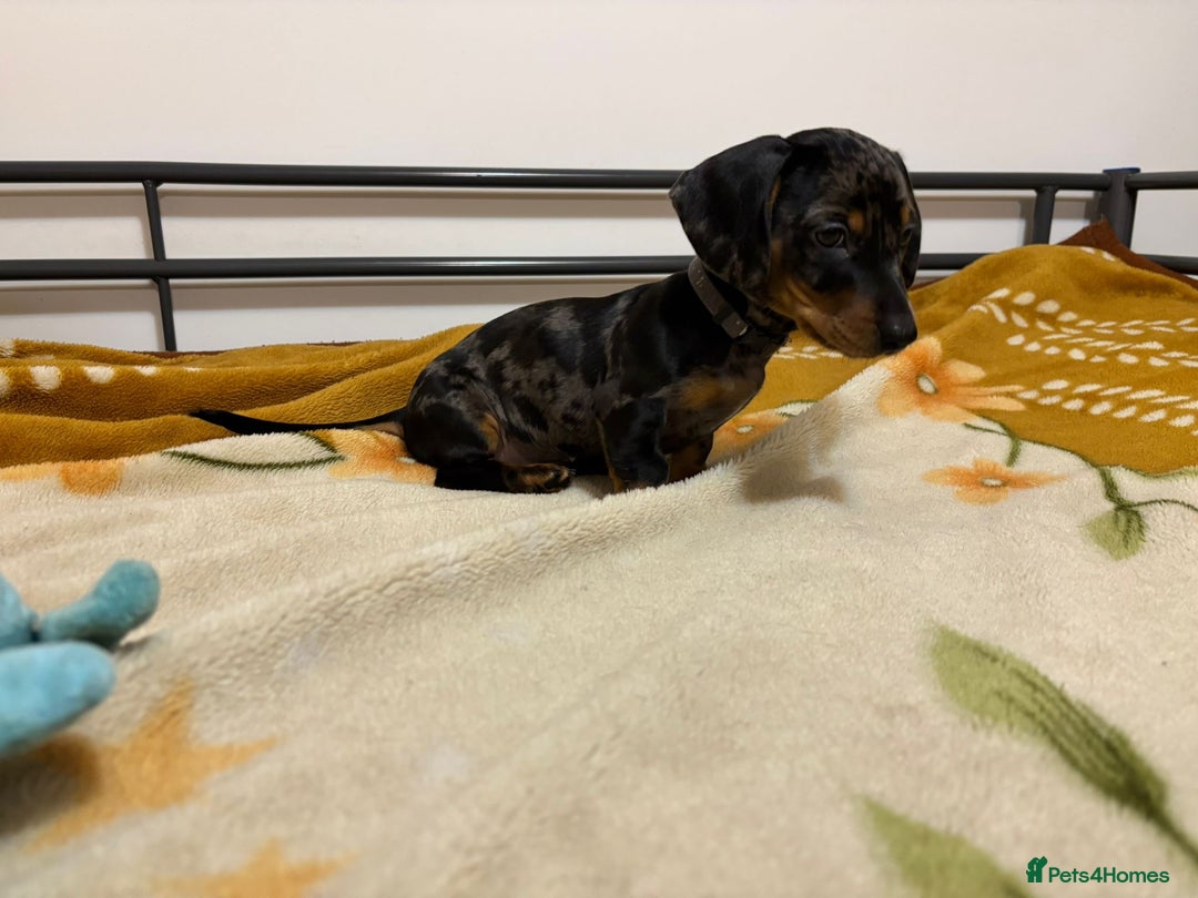 Miniature Dachshund dogs for sale: Miniature Dachshund KC last two girls  - Image 5