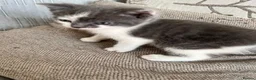 Mixed Breed cats for sale: Female cat and male baby - Advert 3