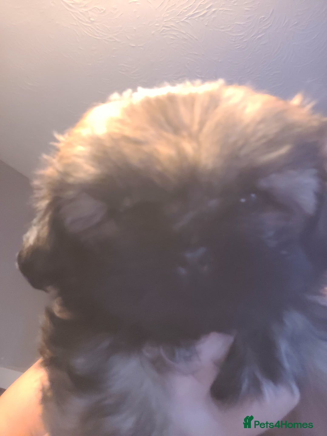 Shih Tzu dogs for sale: One beautiful little girl ready friday - Image 15