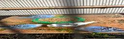Budgerigars birds for sale: 3 blue / violet budgies for sale  - Advert 2