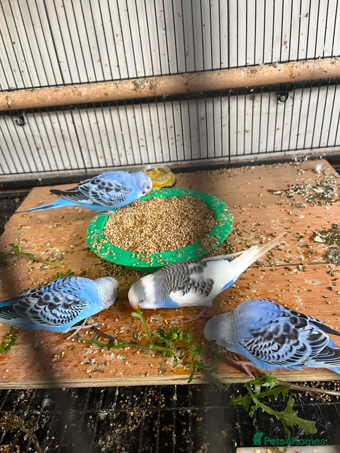Budgerigars birds for sale: 3 blue / violet budgies for sale  - Advert 2