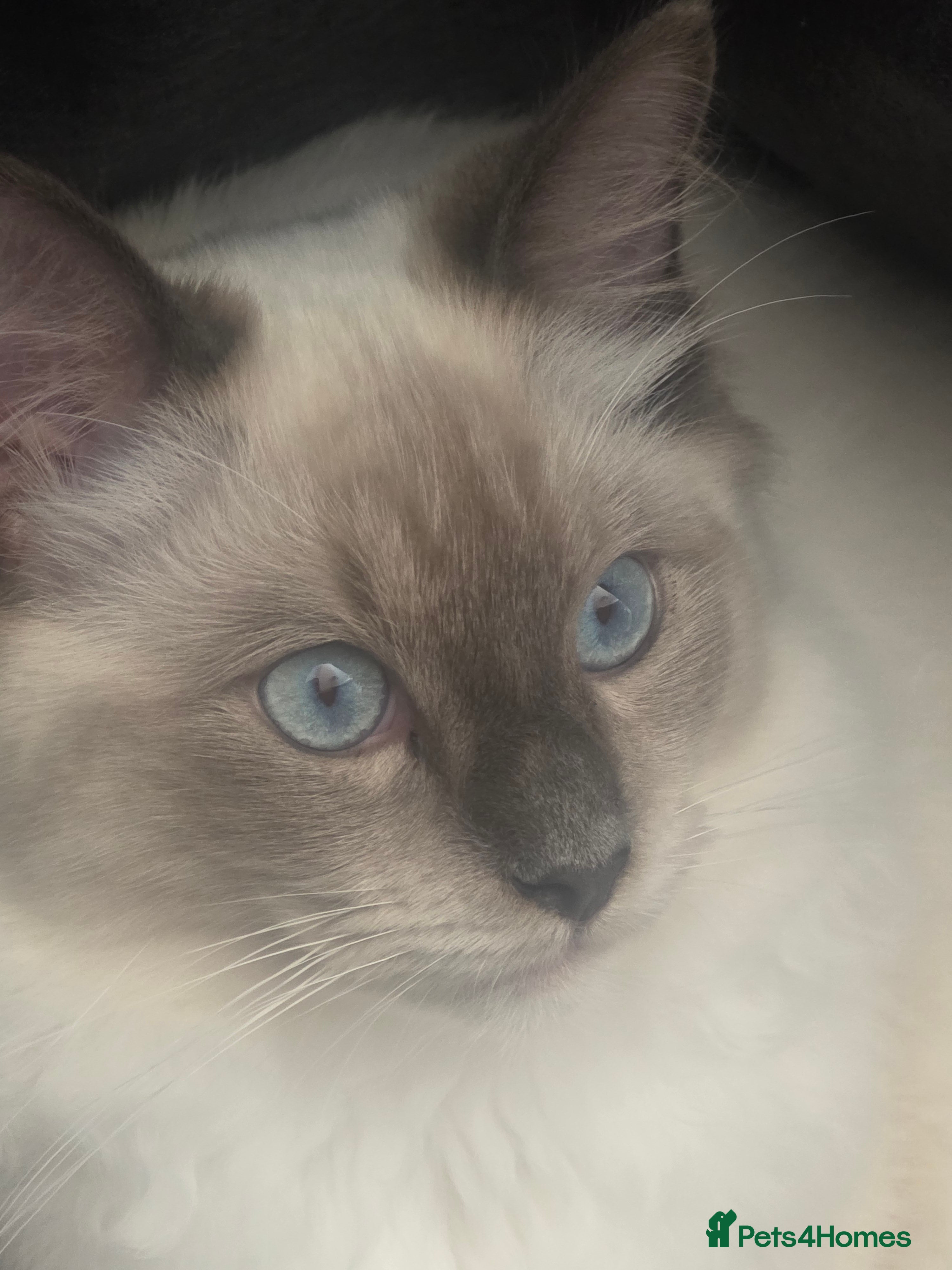Ragdoll cats  Outstanding Blue Point Ragdoll Stud – £250  - Advert 8