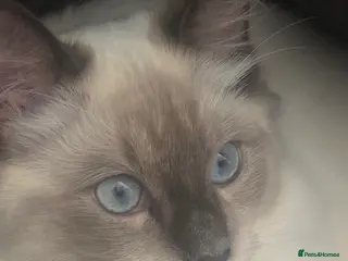 Ragdoll cats Outstanding Blue Point Ragdoll Stud – £250 - Advert 8