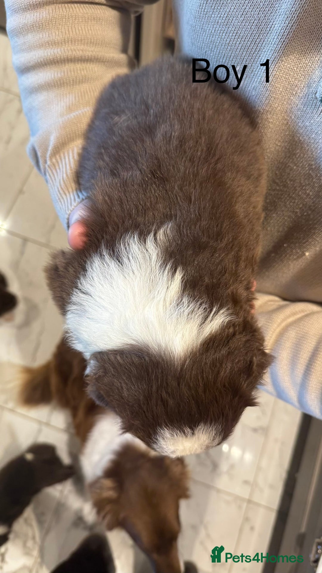Border Collie dogs for sale: Beautiful Red tri pups  - Advert 10