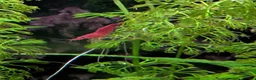 Other/Mixed Breed fish for sale: Tropical fish  - Advert 5