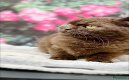 British Shorthair cats for sale: Dark Choco Tortie BSH - Image 3