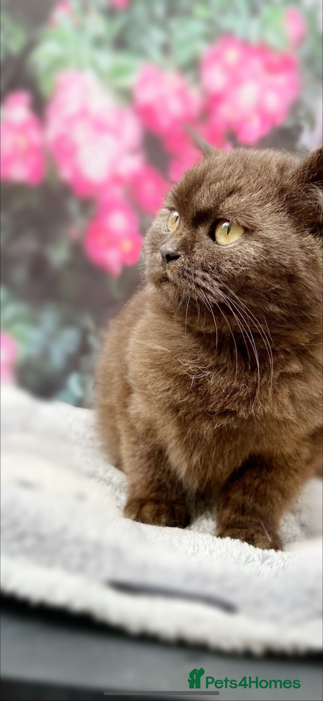 British Shorthair cats for sale: Dark Choco Tortie BSH - Image 3