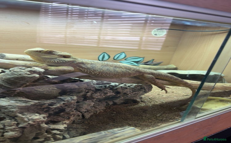 Bearded Dragon reptiles - Advert 1