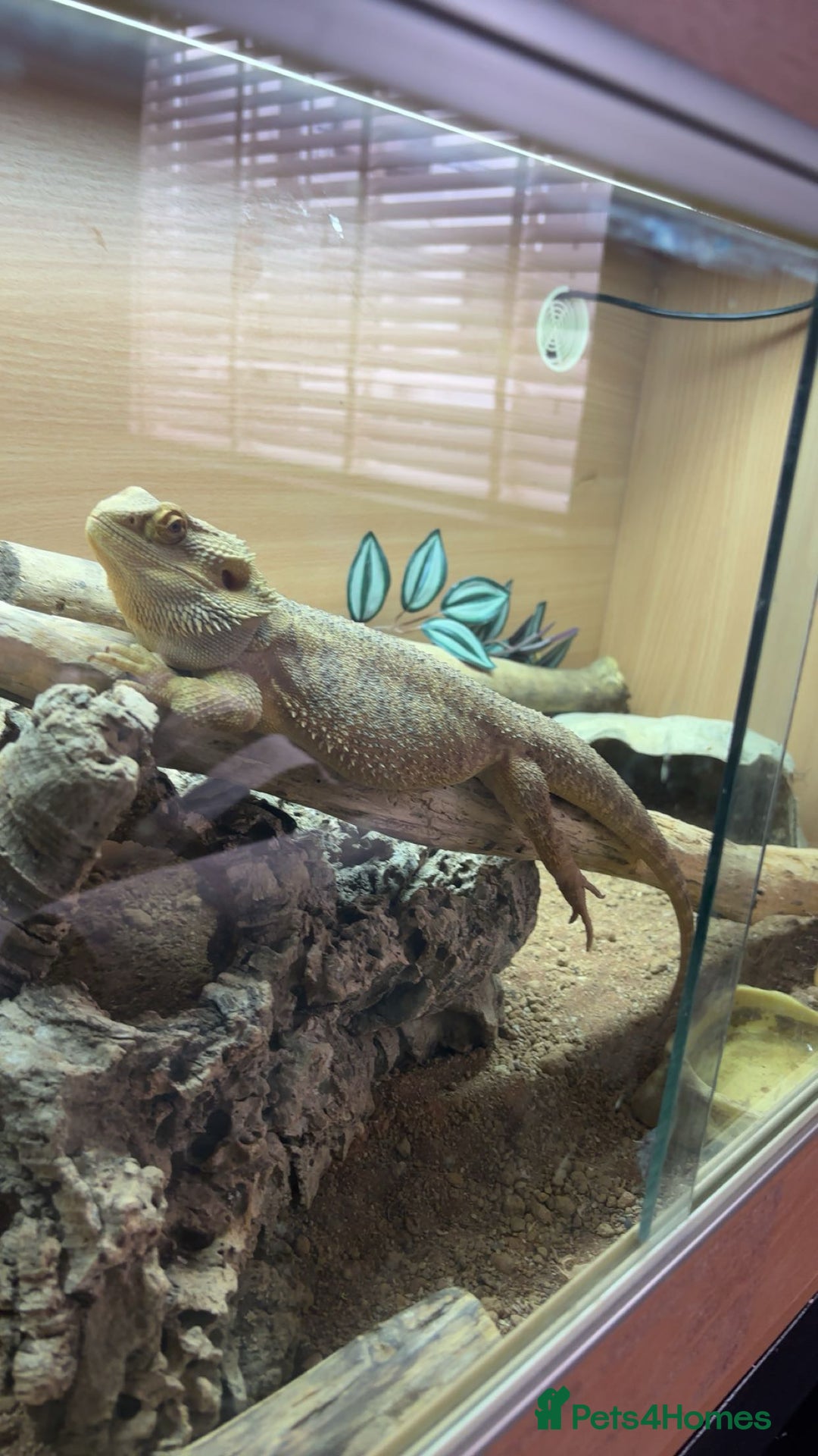 Bearded Dragon reptiles for sale: 1 year old bearded dragon  - Image 1