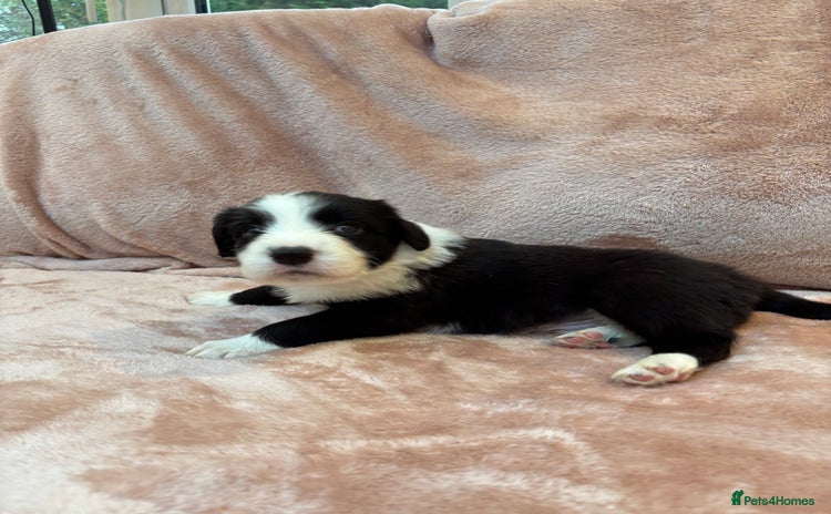 Border Collie dogs - Advert 2