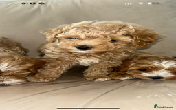 Maltipoo dogs for sale: Stunning Red Maltipoo Boys 🐶  - Image 4