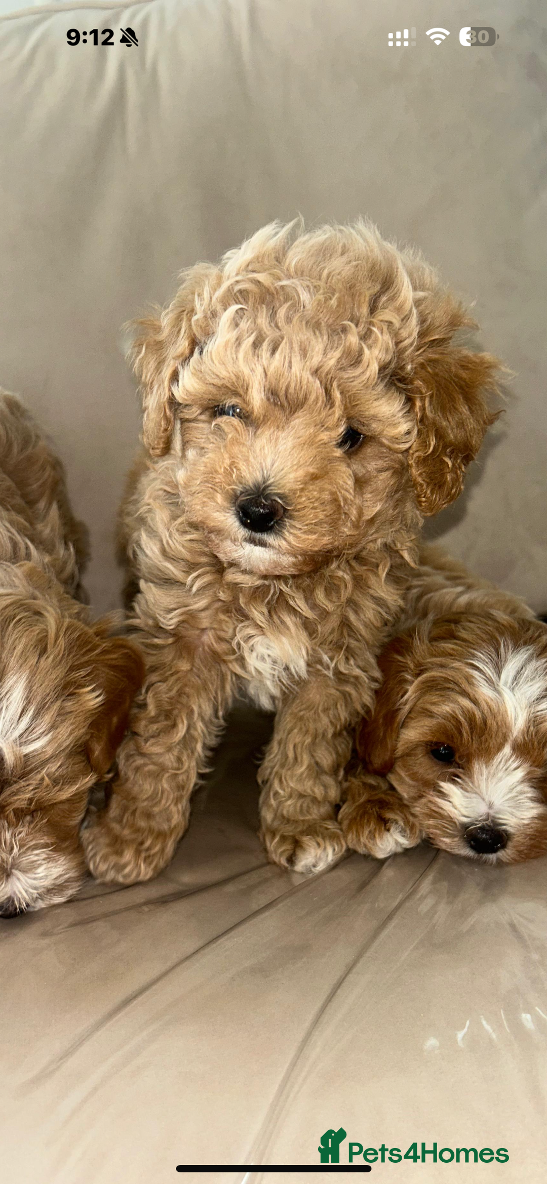 Maltipoo dogs for sale: Stunning Red Maltipoo Boys 🐶  - Image 4