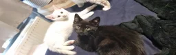Mixed Breed cats for sale: 5 mixed breed 12 weeks kittens  - Advert 13