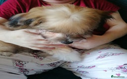 Mixed Breed dogs for sale: Boy puppies  - Image 4
