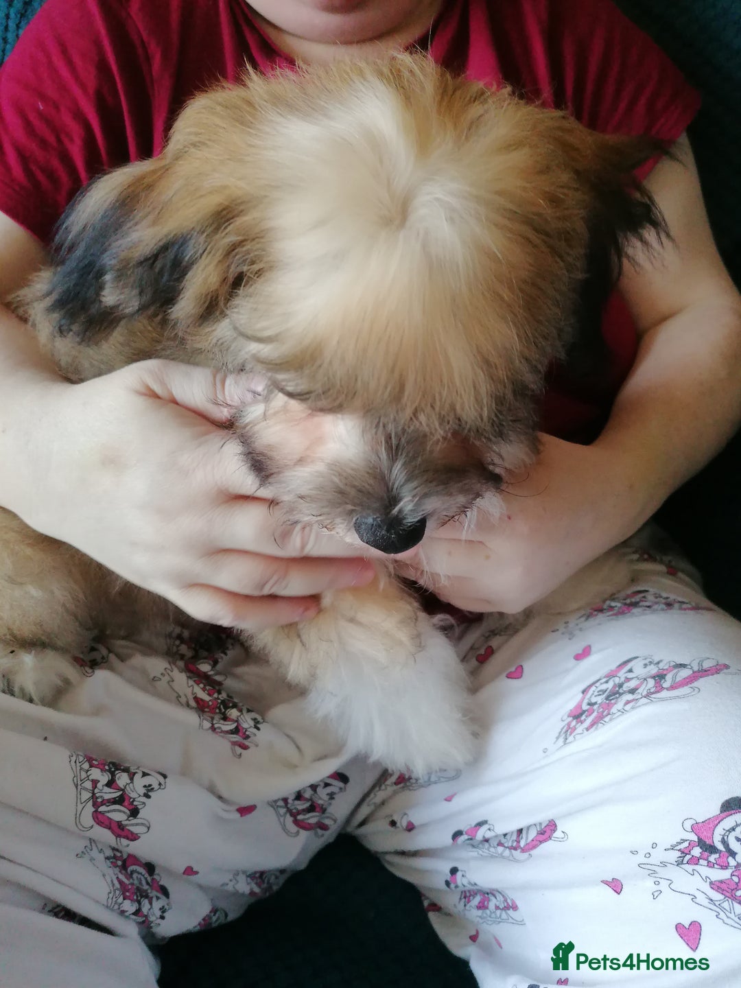 Mixed Breed dogs for sale: Boy puppies  - Image 4