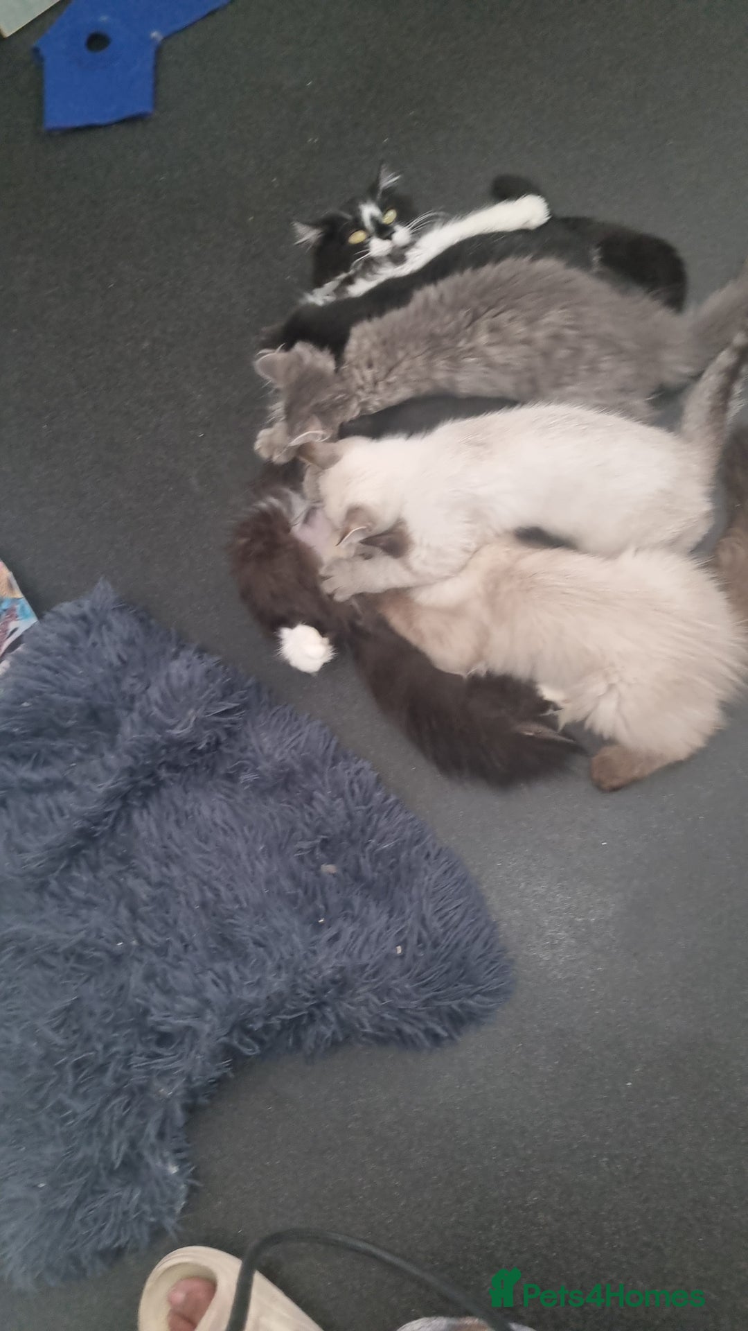 Mixed Breed cats for sale: 5 cute kittens available  - Image 5