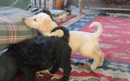 Labradoodle dogs for sale: Lovely Labradoodle Puppies Licenced Breeder - Image 31