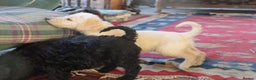 Labradoodle dogs for sale: Licenced Breeder priced to sell - Advert 31