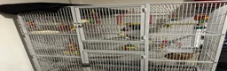 Cockatiels birds for sale: Cockatiel pair for sale with cage and accessories  in Ashton-under-Lyne - Advert 1