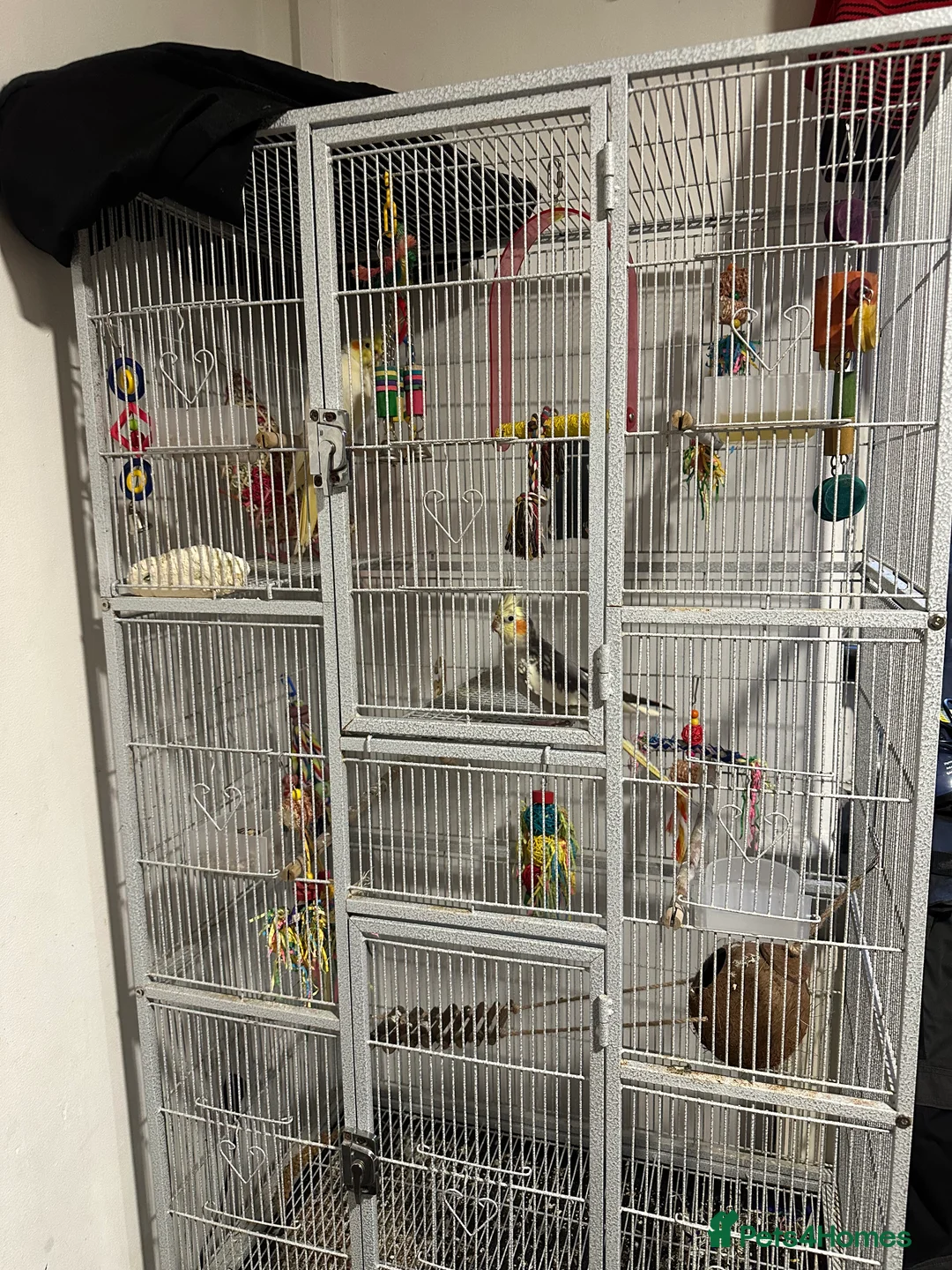Cockatiels birds for sale: Cockatiel pair for sale with cage and accessories  in Ashton-under-Lyne - Advert 1