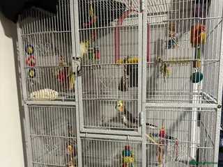 Cockatiels birds Cockatiel pair for sale with cage and accessories in Ashton-under-Lyne - Advert 1